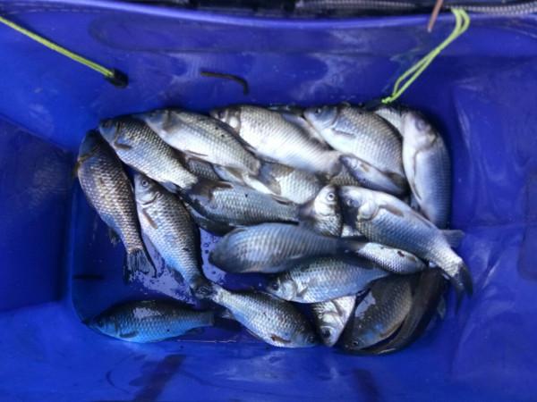 頻繁掛鉤斷線也未能阻止大板鯽爆護