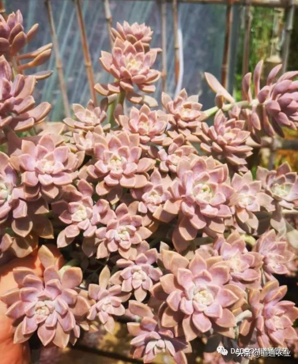 冬天給多肉怎麼養護,讓它美麗又動人!做好這幾點就夠了 冬天給多肉怎麼養護,讓它美麗又動人!做好這幾點就夠了