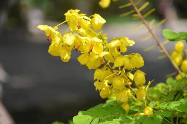 翅莢決明～翩翩狹翅欲飛翔，花朵芬芳且美豔