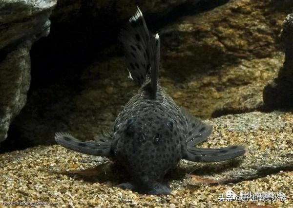 每天認識一種南美魚｜（71）老鼠斑異型