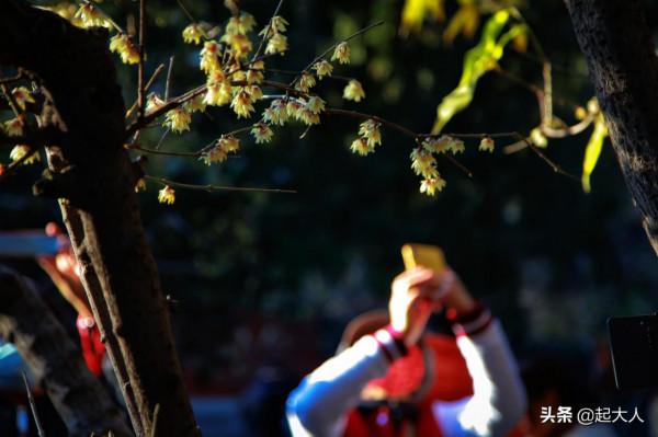 北京初冬蠟梅綻放 花香浮動引市民觀賞 北京初冬蠟梅綻放 花香浮動引市民觀賞