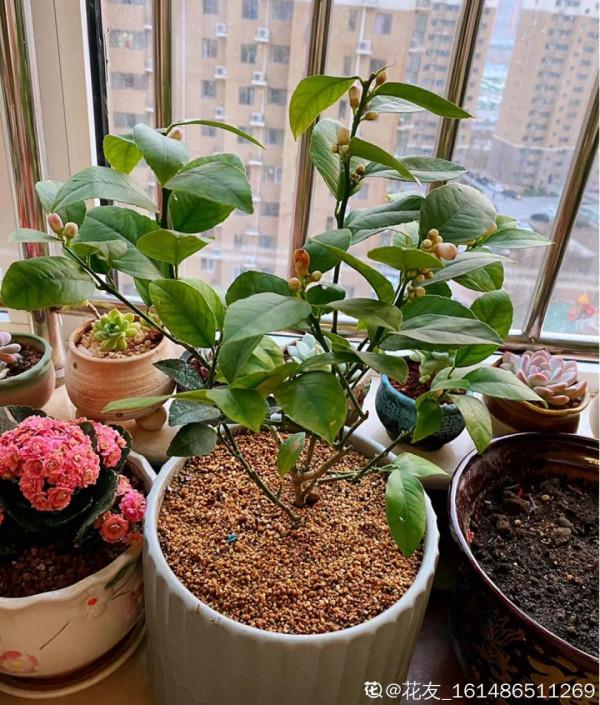 臥室養4種花，一覺睡到天亮，養人養身心