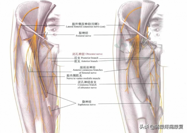 緊張的四頭肌與腰痛的關係 緊張的四頭肌與腰痛的關係