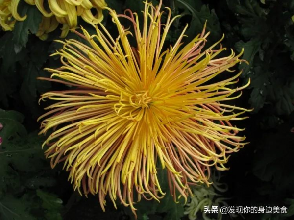 傲霜菊花奪人眼