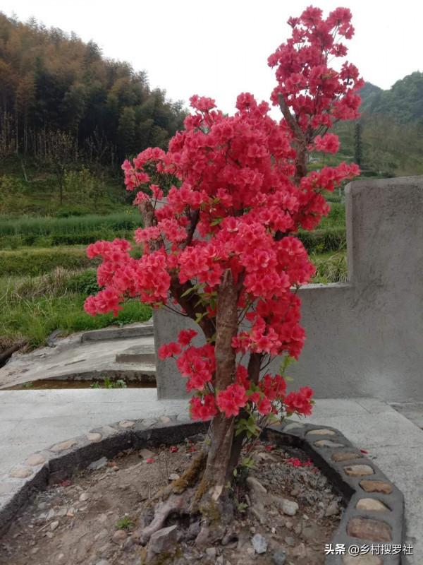 映山紅種不活?這5個訣竅告訴你,再老的樁都能生根 映山紅種不活?這5個訣竅告訴你,再老的樁都能生根