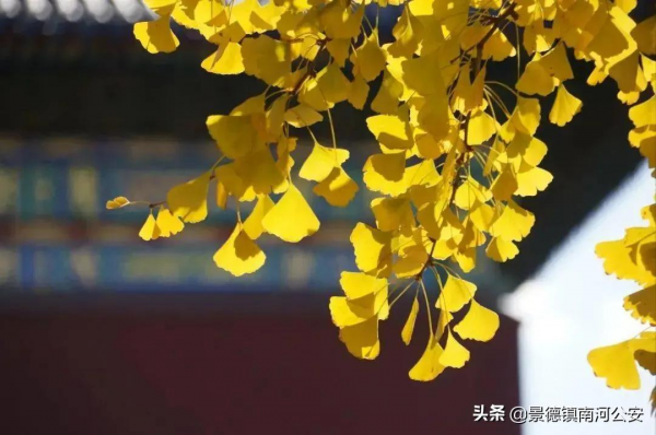 詩詞｜劉禹錫這首詩，短短4句，笑中帶淚，道盡一生委屈，令人唏噓！