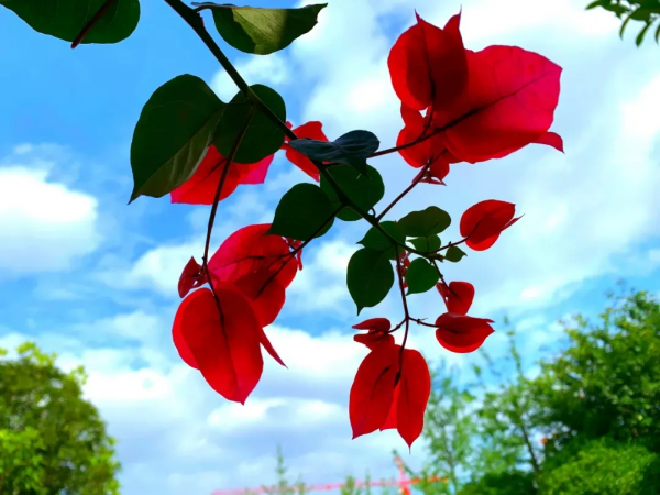 一年四季，這些“絕美”的瞬間你見到了嗎？