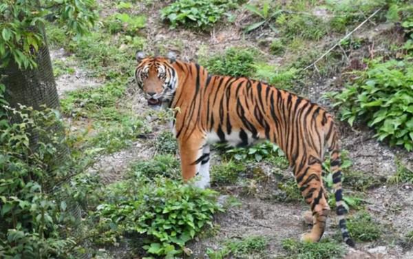 江西多人看見野生華南虎，為何專家還說它們滅絕了？問題出在哪？