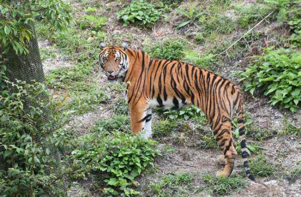 2003年，我國將2只華南虎送往非洲野化，為何至今也沒放歸野外？