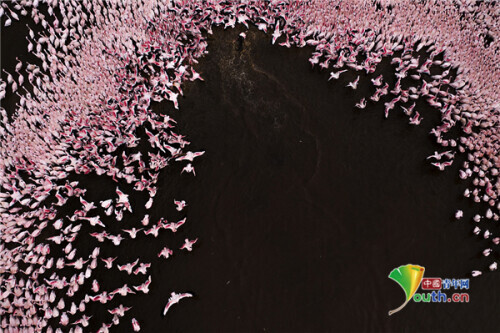 愛心發射！成群火烈鳥聚集湖岸組成心形圖案