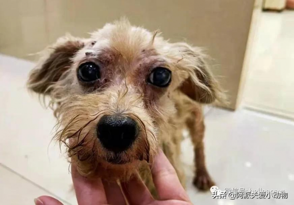 永樂 :它被開水燙、驅趕、毆打時,主人就在身邊 永樂 :它被開水燙、驅趕、毆打時,主人就在身邊