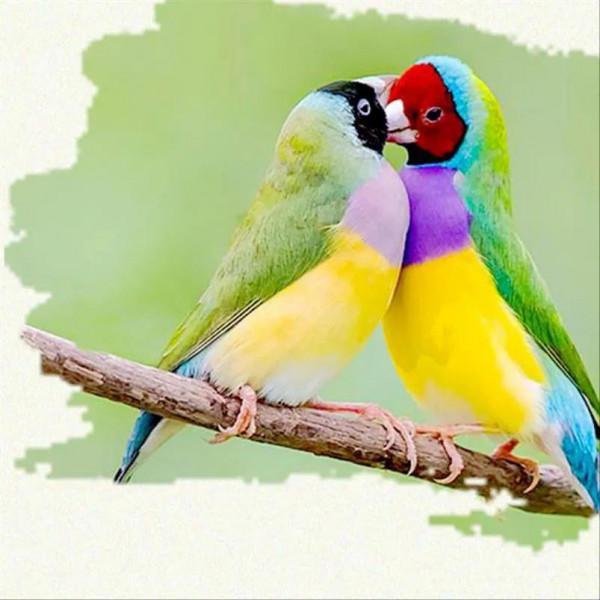 62對愛情鳥大比拼欣賞