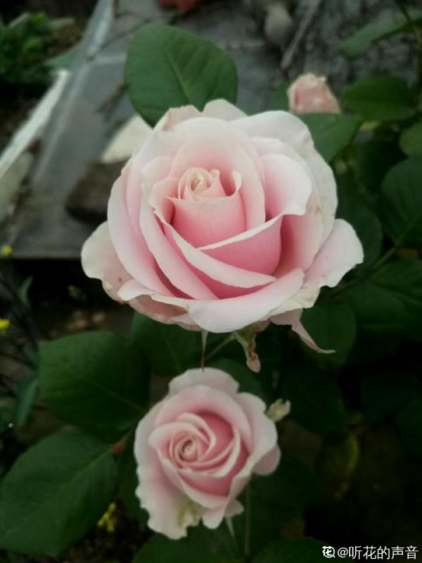 10種常見月季花圖鑑，不要再問別人了，自己收藏慢慢看