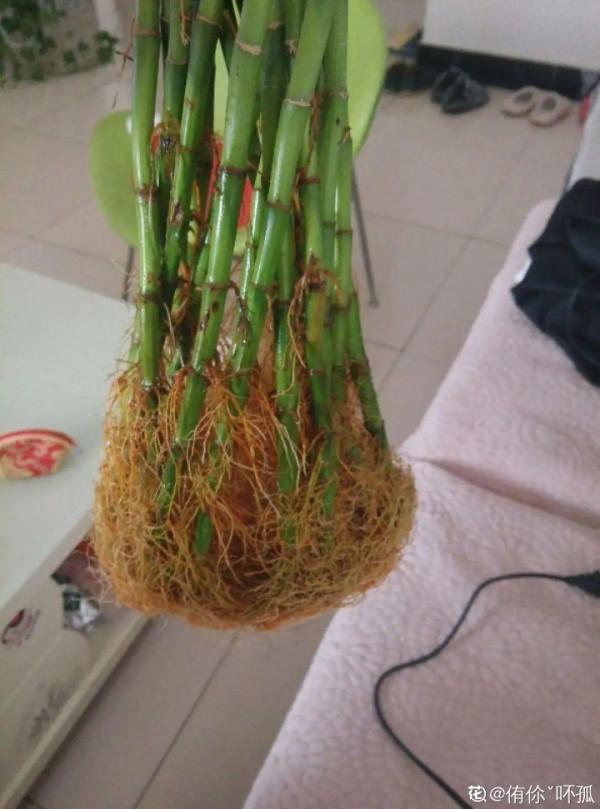 養花大棚倒閉,“貴貨花”路邊扔了一地,後悔沒帶個大麻袋 養花大棚倒閉,“貴貨花”路邊扔了一地,後悔沒帶個大麻袋