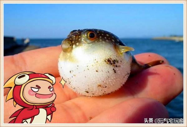 氣死偶嘞!《元氣騎士》新武器“噴氣河豚”評測,鬼才涼屋回來了 氣死偶嘞!《元氣騎士》新武器“噴氣河豚”評測,鬼才涼屋回來了