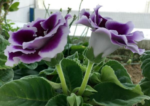 家庭養花:最值得入手的大巖桐,又名大富貴,旺運又好養漂亮 家庭養花:最值得入手的大巖桐,又名大富貴,旺運又好養漂亮