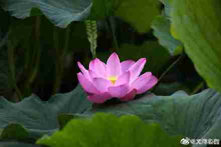 龍潭公園裡夏荷花開正盛