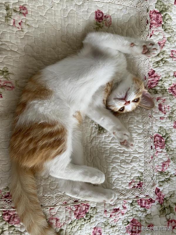 貓在可以安心睡覺的情況下,各種奇奇怪怪的睡姿就出現了 貓在可以安心睡覺的情況下,各種奇奇怪怪的睡姿就出現了