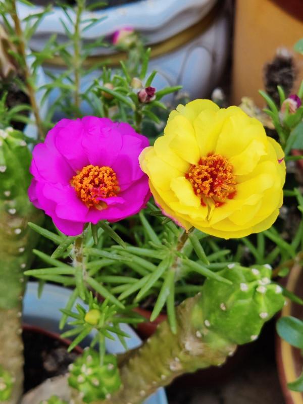 陽臺空著用不著？看一下這4種花，養好了陽臺變花園