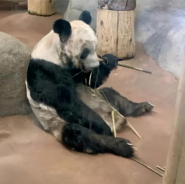 大熊貓在美國“枯瘦如柴”，眾人請願讓它回家，究竟發生了什麼？