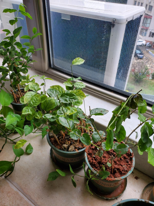 愛花卻養不好花，主要是4個方面沒做好，兩分鐘帶你入門