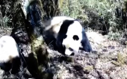 四川一村因常遇熊貓被稱熊貓村 幾乎每月都能遇到碰上