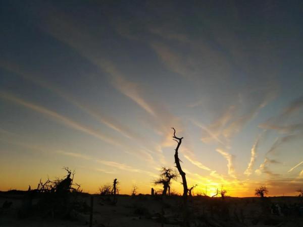 悲涼景觀：怪樹林