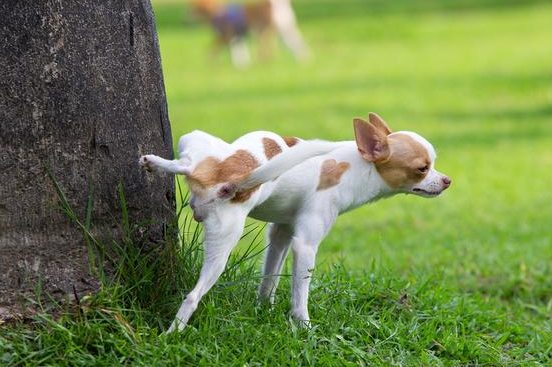 這幾種方式養狗,是在給狗狗“上刑”吧 這幾種方式養狗,是在給狗狗“上刑”吧