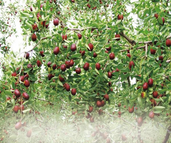 稷山“四寶”：麻花餅子雞蛋棗