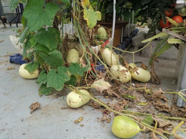 新式移動淺池,讓二培更加方便 新式移動淺池,讓二培更加方便