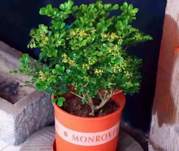 最值得養的5種漂亮花卉,花開時清香四溢,好看又好養 最值得養的5種漂亮花卉,花開時清香四溢,好看又好養