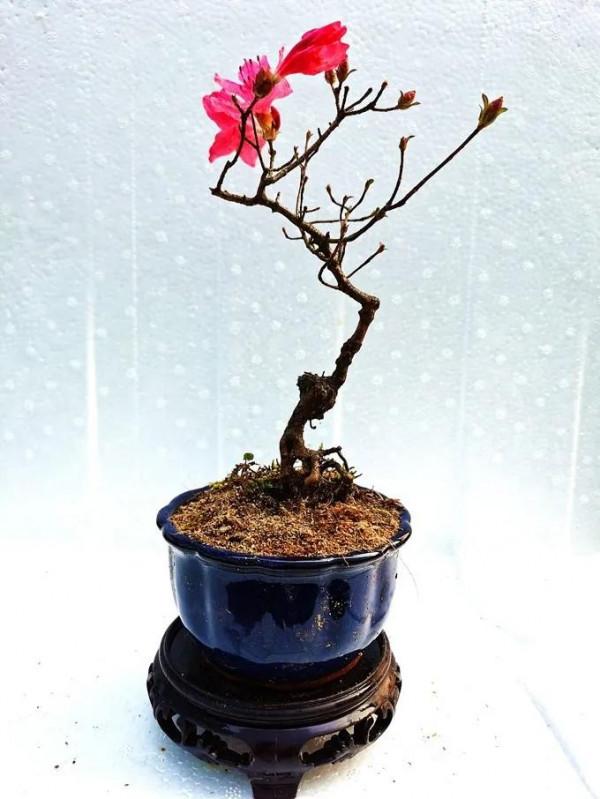 春節過後，打造唯美映山紅盆景，要注意這幾點（附圖）