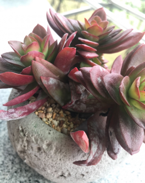 冬天6類花，葉片和花苞別噴水，一噴就爛了