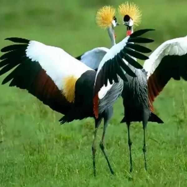 分享圖片心心相惜，不離不棄的鳥精靈