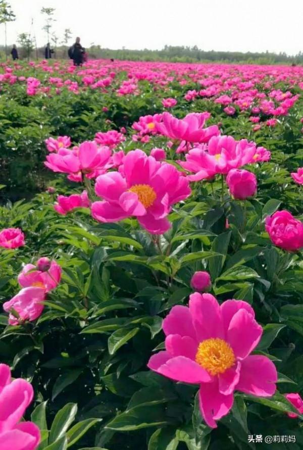 分享&mdash;&mdash;芍藥花姿態優美富含美感