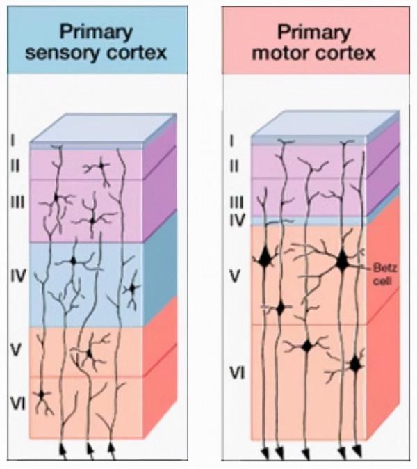 粒子都是無意識的，它們堆積在一起是怎麼形成有意識的生命的？