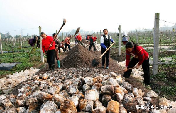 用三種方法自制有機菌肥,簡單又方便,種植蔬菜效果就是好 用三種方法自制有機菌肥,簡單又方便,種植蔬菜效果就是好
