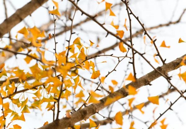 抓住深秋的尾巴 快來接收這座古城的秋日來“信” 抓住深秋的尾巴 快來接收這座古城的秋日來“信”