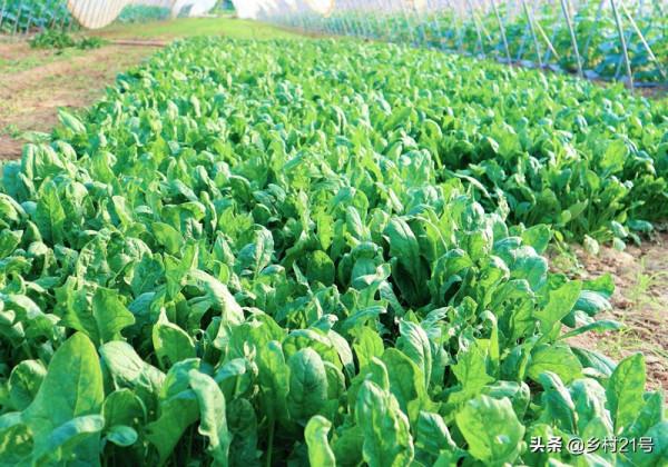 快到中秋節了，抓緊種植這三種蔬菜，附上高產種植方法