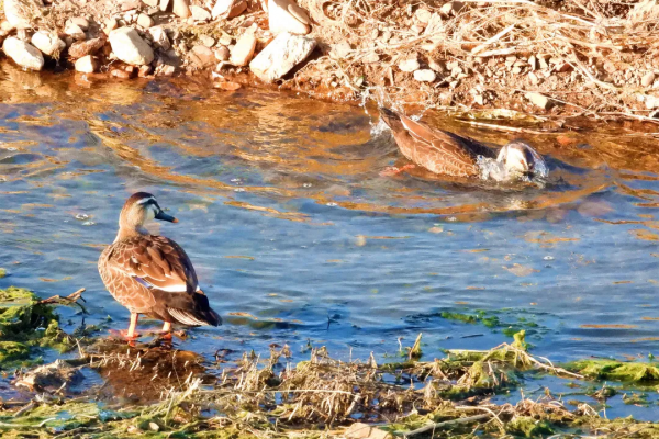 寒冬中 錫伯河上的它們何去何從? 寒冬中 錫伯河上的它們何去何從?