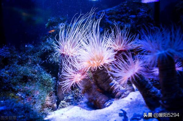 美麗的海底，難得一見的珊瑚王國