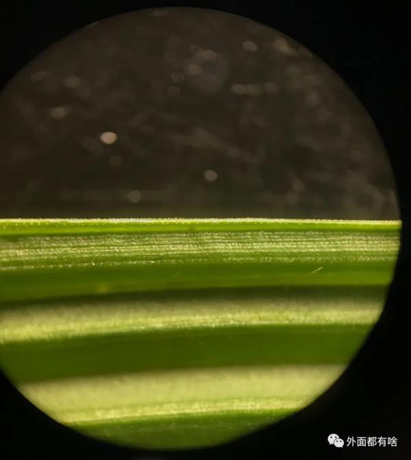 令人驚奇的葉沿——讓孩子學會使用常用工具系列