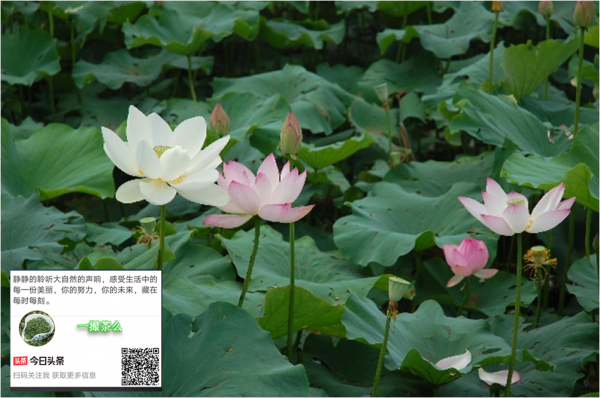 瘋癲太子把李家少夫人搶進了東宮當太子妃