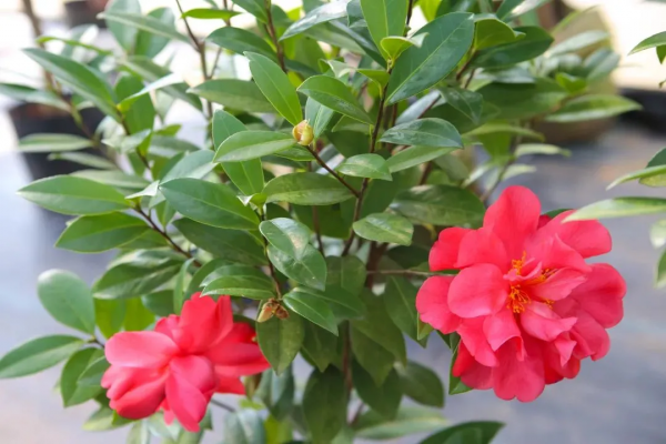 我們的節日 &vert; 給你的年味錦上添&OpenCurlyDoubleQuote;花&rdquo;！