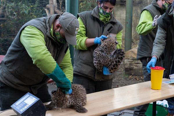 滿臉不情願！匈牙利波斯豹幼崽接受體檢