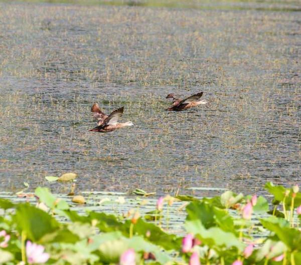 斑嘴鴨：中國家鴨祖先之一