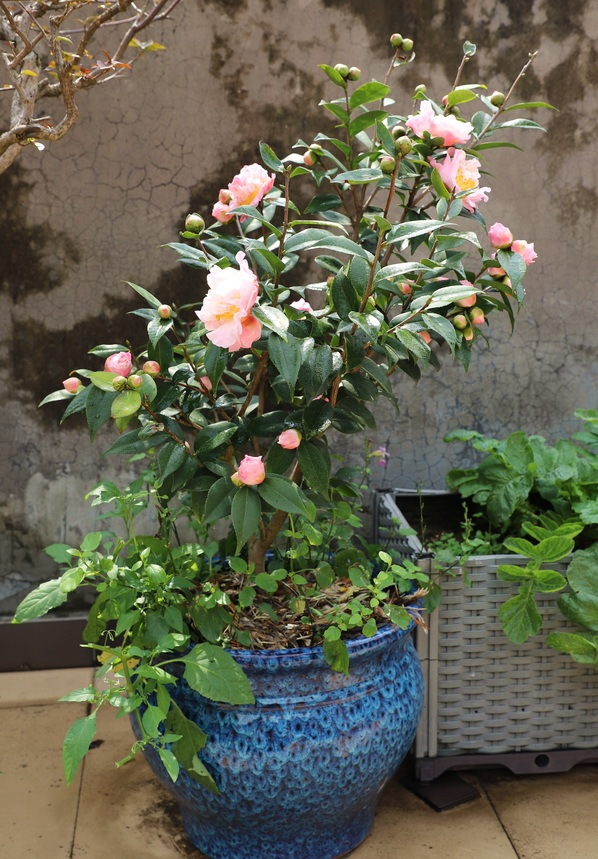 “壽命長”的11種花，好養寓意好，越養越值錢