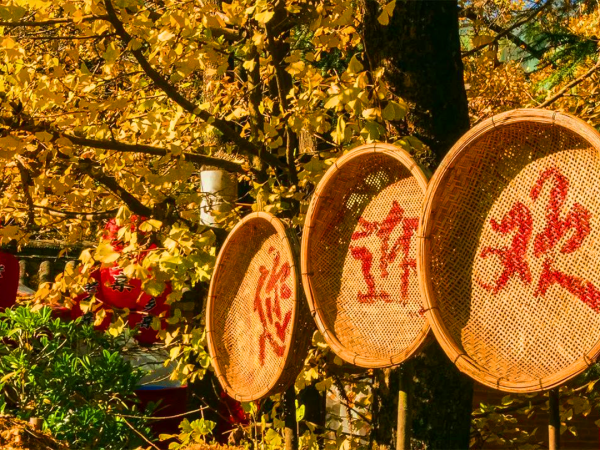 雲南騰衝丨銀杏村“換裝”時節葉正黃
