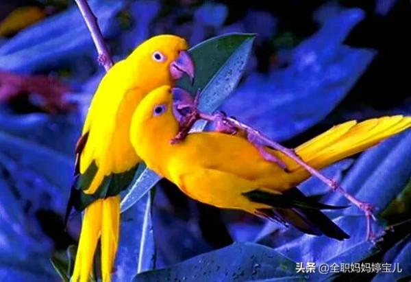 分享——比翼鳥