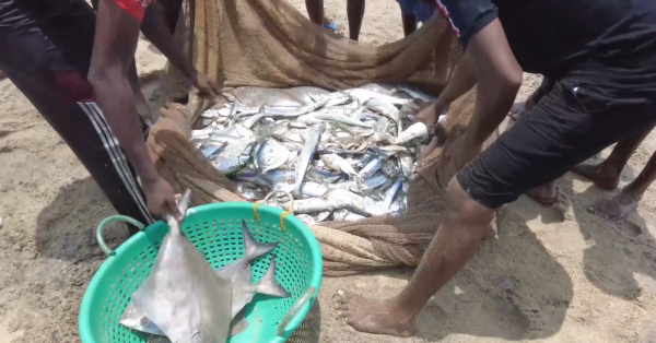 絕戶網的威力有多大？斯里蘭卡漁民用拖拉機捕魚，抓的魚還不夠分